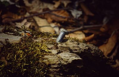 Close-up of screw on moss covered wood