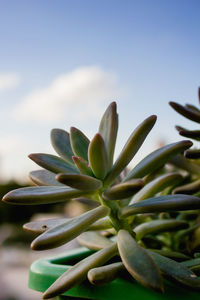 Close-up of succulent plant against sky