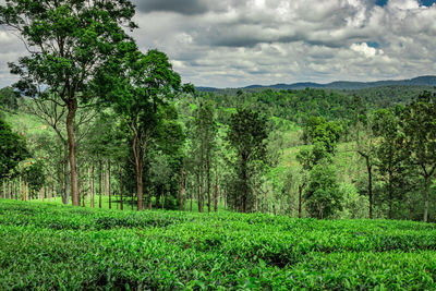 Scenic view of forest against sky