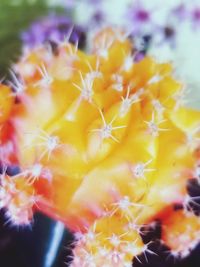 Close-up of yellow flowers