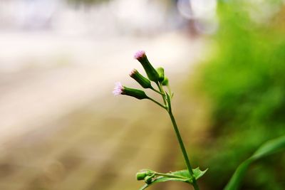 Close-up of insect on plant