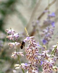 Close-up of bee on purple flower