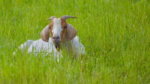 Sheep in a field