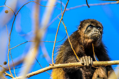 Low angle view of monkey on tree at zoo