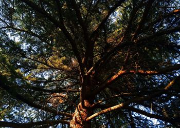 Low angle view of trees in forest