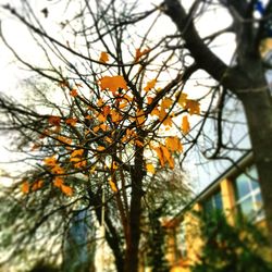 Close-up low angle view of tree branches