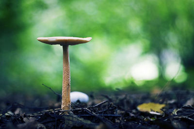 A mushroom grows in the shade of forest