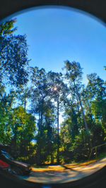 Road with trees in background