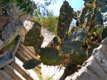 Low angle view of prickly pear cactus