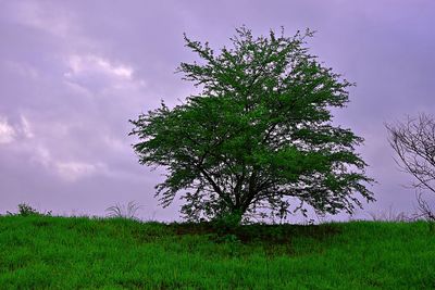 Tree on field against sky