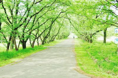 Road amidst trees