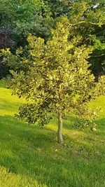 Tree in a field