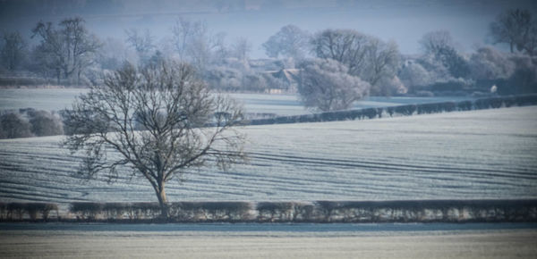 Close-up of bare trees in water during winter