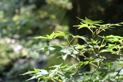 Close-up of green leaves on branch