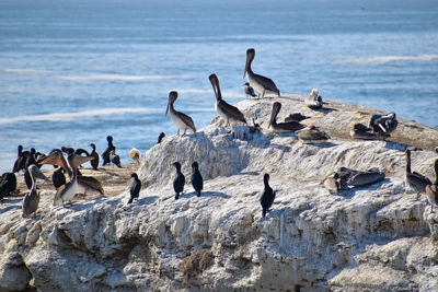 Pelicans gathered on a rock 