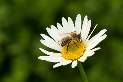 Close-up of bee pollinating on white flower