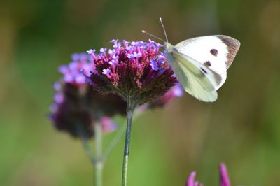 Close-up of honey bee on purple flower