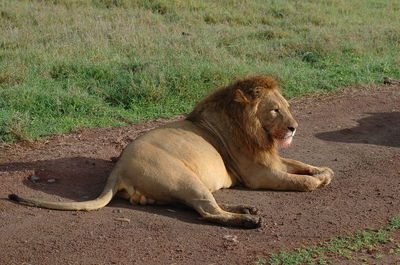 Horse lying on field