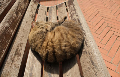 European shorthair cat on a wooden bench.