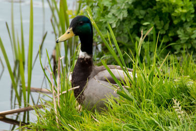 Close-up of duck on grass by lake