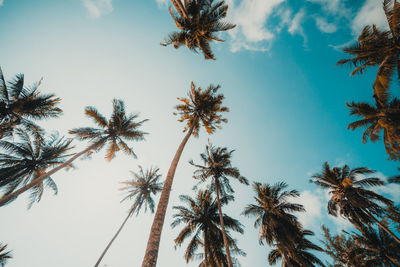 Low angle view of palm trees against sky