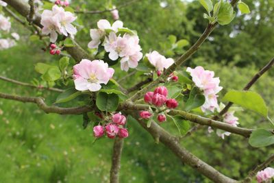 Close-up of pink flowers