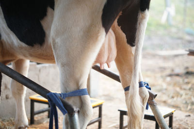 Close-up of horse drinking