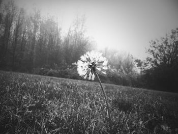 Dandelion growing on field