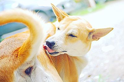 Close-up of dog sticking out tongue