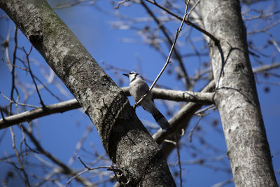 Low angle view of bird perching on tree against sky