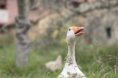 Close-up of bird against blurred background