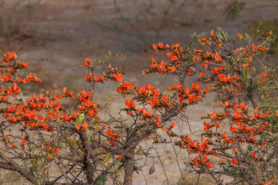 Close-up of flowering plant against orange sky