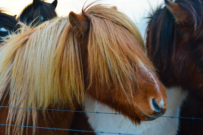 Close-up of horse