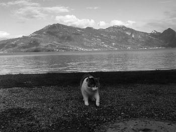 View of a dog in lake against mountain range