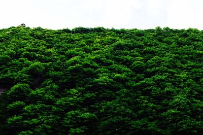 Low angle view of trees in forest against sky