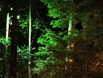 View of trees at night