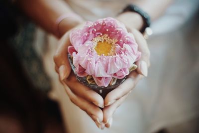 Midsection of woman holding pink flower