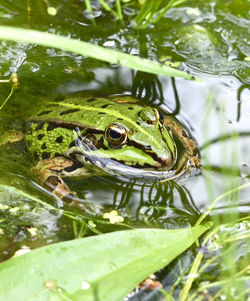 Frog in lake