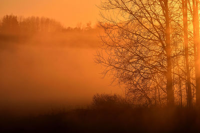 Silhouette trees against sky during sunset