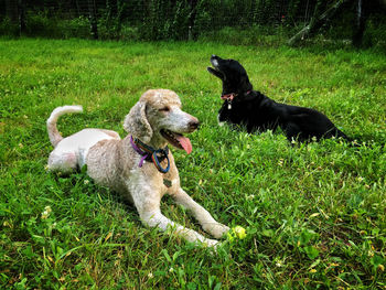 View of a dog on field