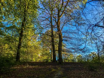 Trees growing against sky