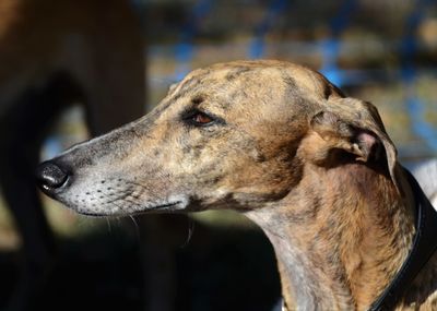 Close-up of a dog looking away