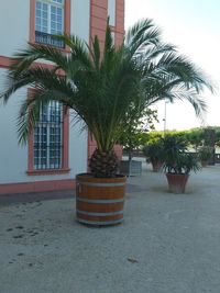 Palm tree by building against sky