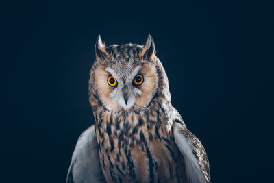 Close-up portrait of owl against black background