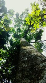 Low angle view of tree