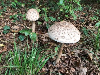 Close-up of mushroom growing on field