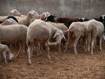 Sheep in a field