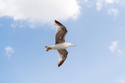 Low angle view of seagull flying