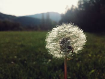 Close-up of dandelion