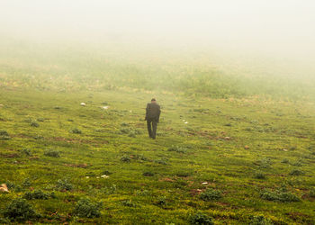 Nature scenery with green field